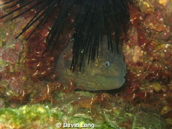 Taken off the shores of Catalina Island, CA in the Pacifi... by David Long 